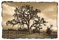 FINE ART Wall Decor Images for Purchase