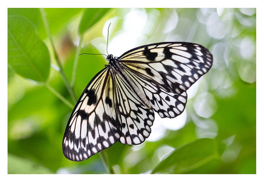 Butterfly_0198-web.jpg