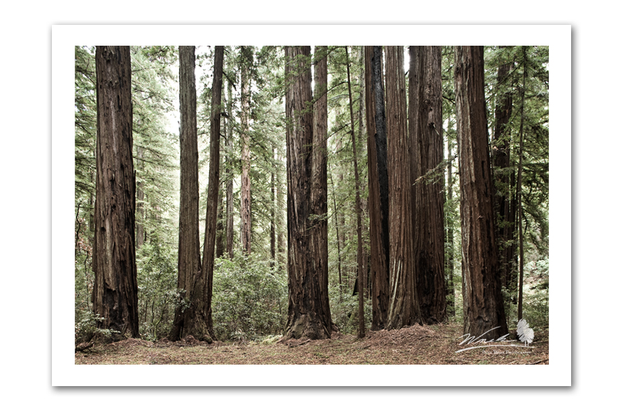 Redwood Grove_Website.jpg