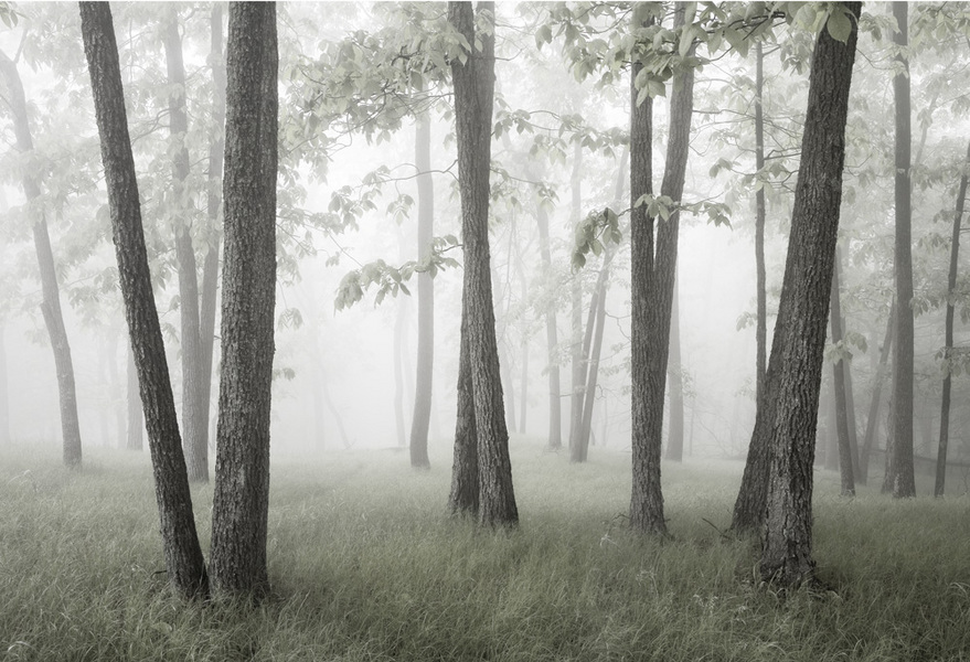 #28 "Silver Glade"
Glade on Mt Higby, Middlefield CT