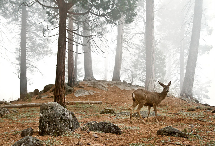 #29 "Yosemite Deer"
Yosemite National Park, CA
