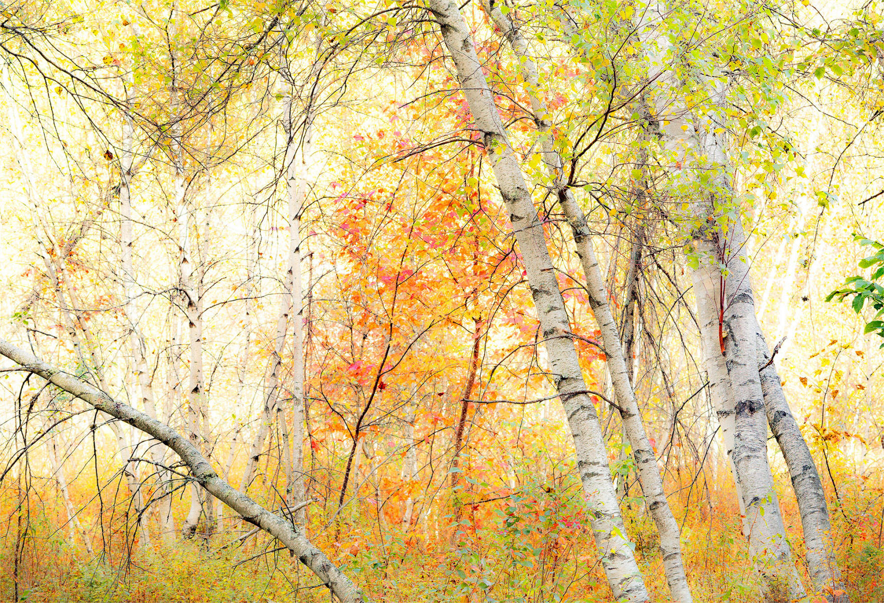 AutumnBrilliance_WhiteBirch_WhtMnts_2015-10-05_0483_WebOpt.jpg