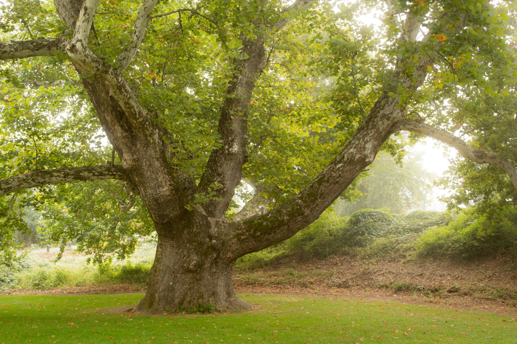 CT_Simsbury_PinchotSycamore_2015-09-28_614-Pano.jpg