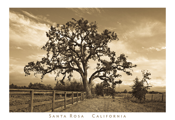 CA Oak_1079_web.jpg