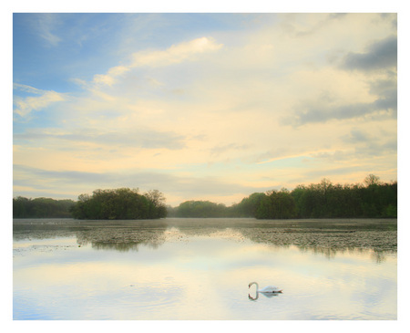 #13 Morning Swan"
Northfarms Reservoir, Wallingford CT